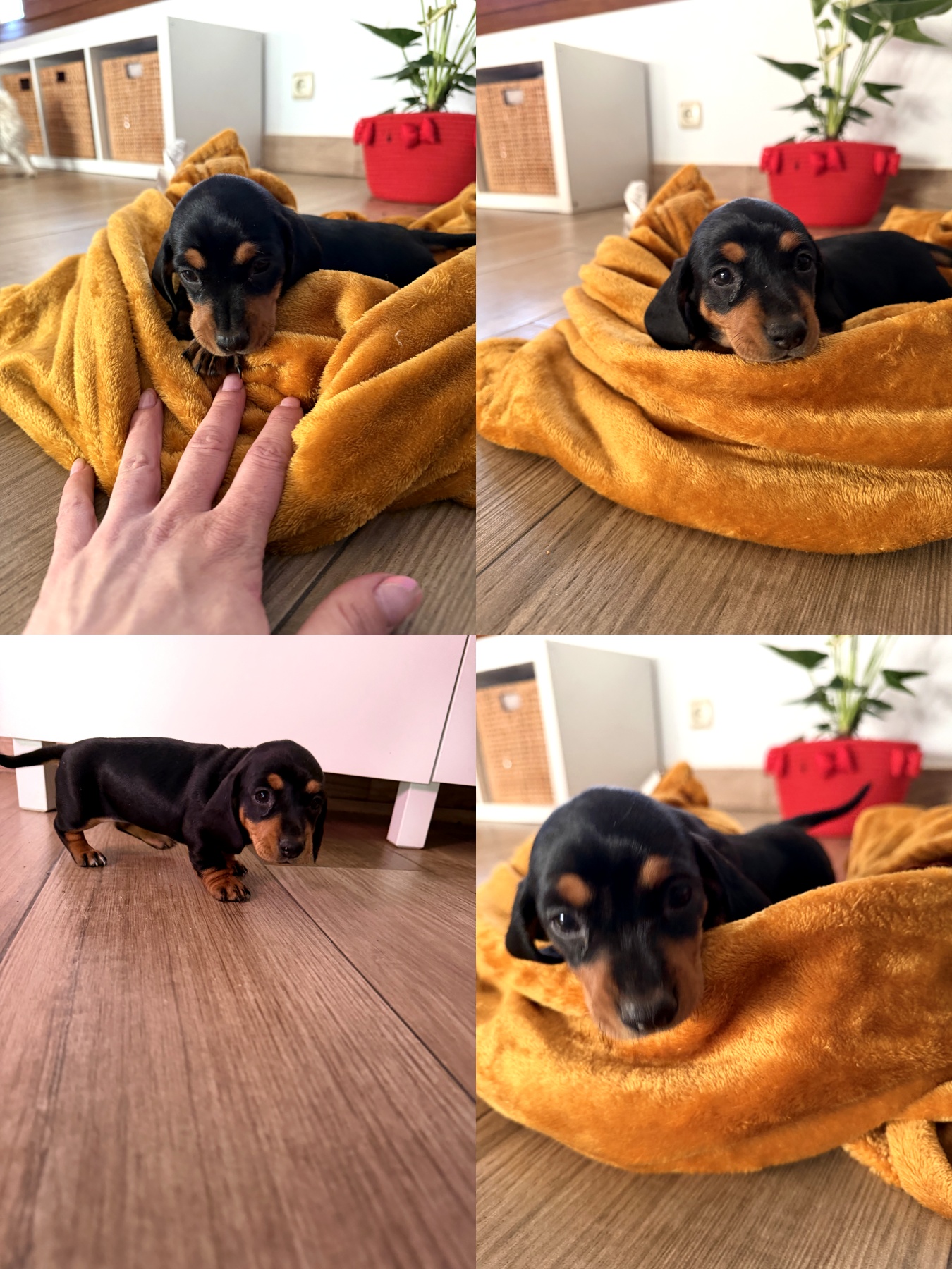 Chiot Teckel standard noir et feu