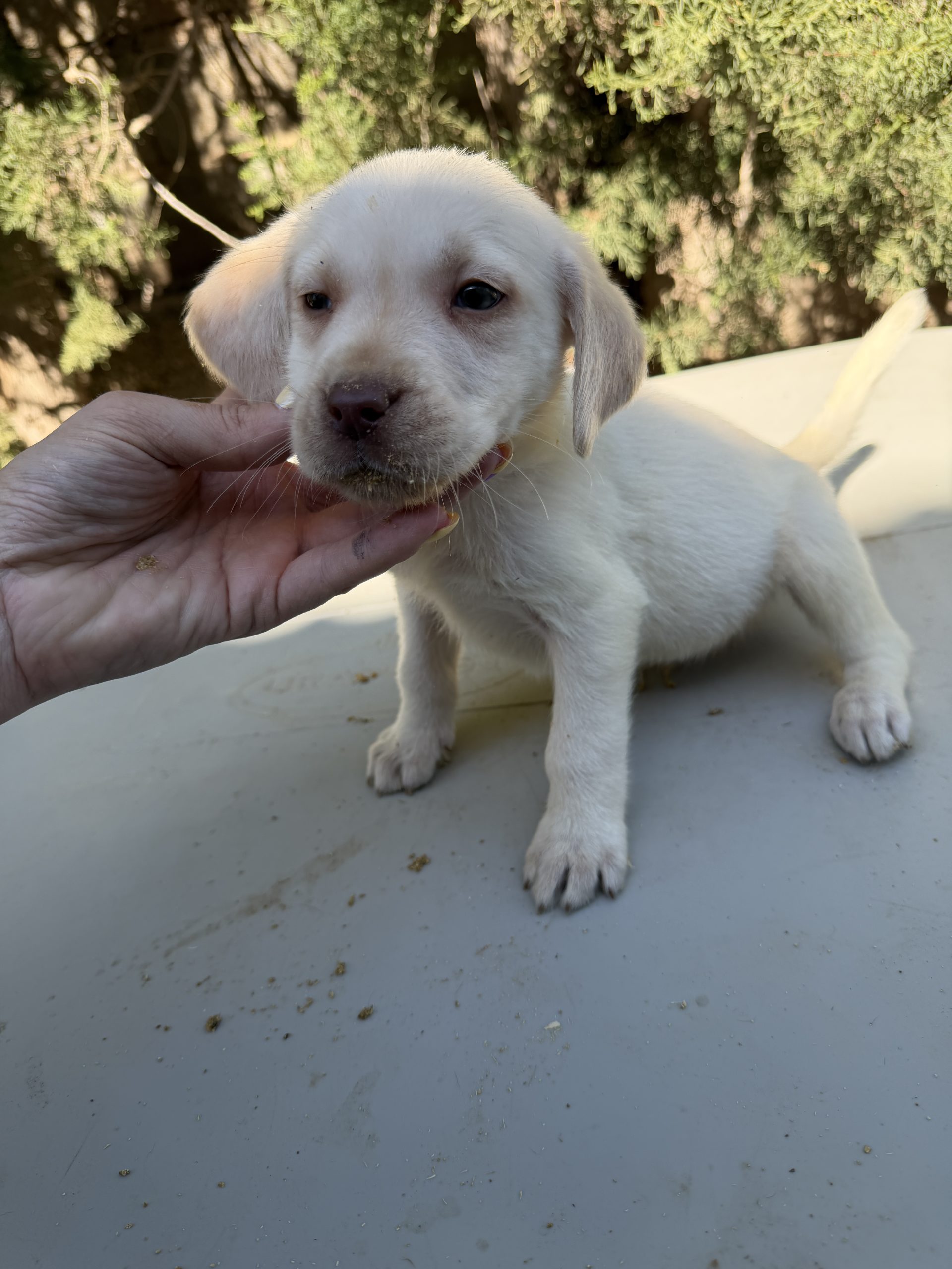 Cachorro Labrador crema 