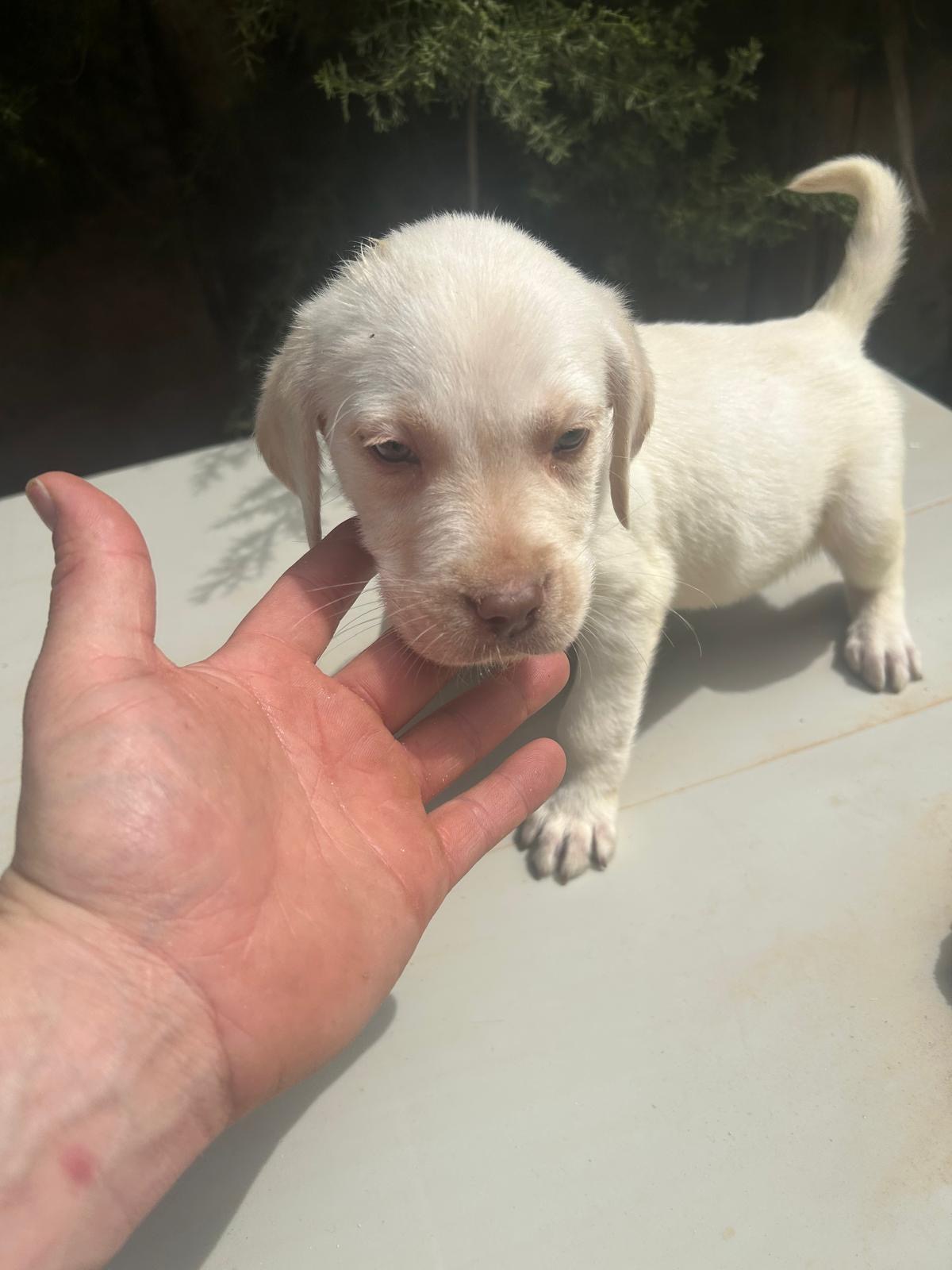 Chiot Labrador crème