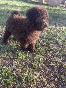 Chiot caniche miniature couleur chocolat