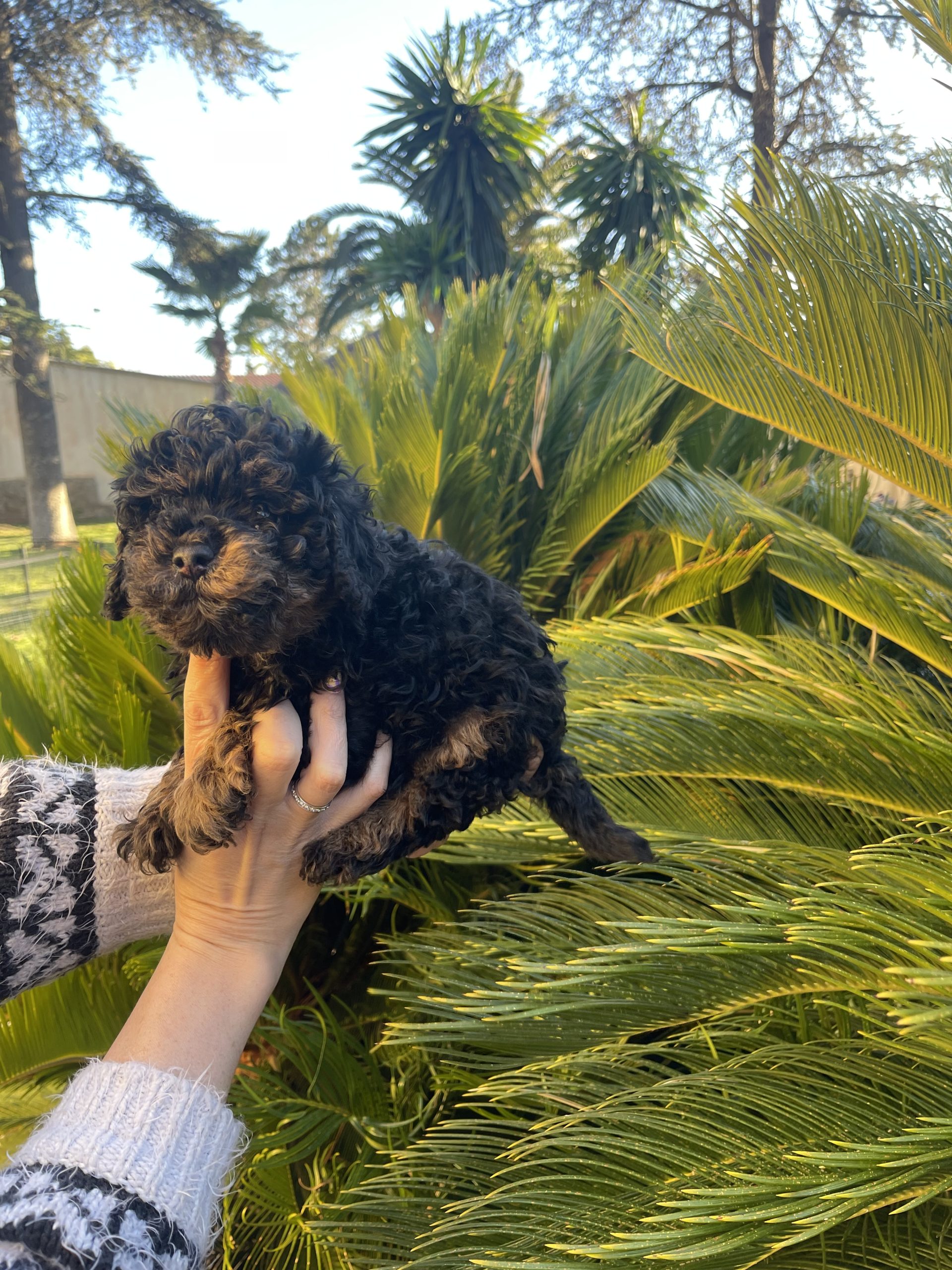 chiot caniche miniature noir et feu 