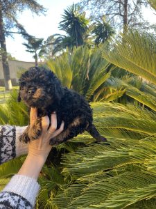 Chiot caniche miniature, couleur noir et feu
