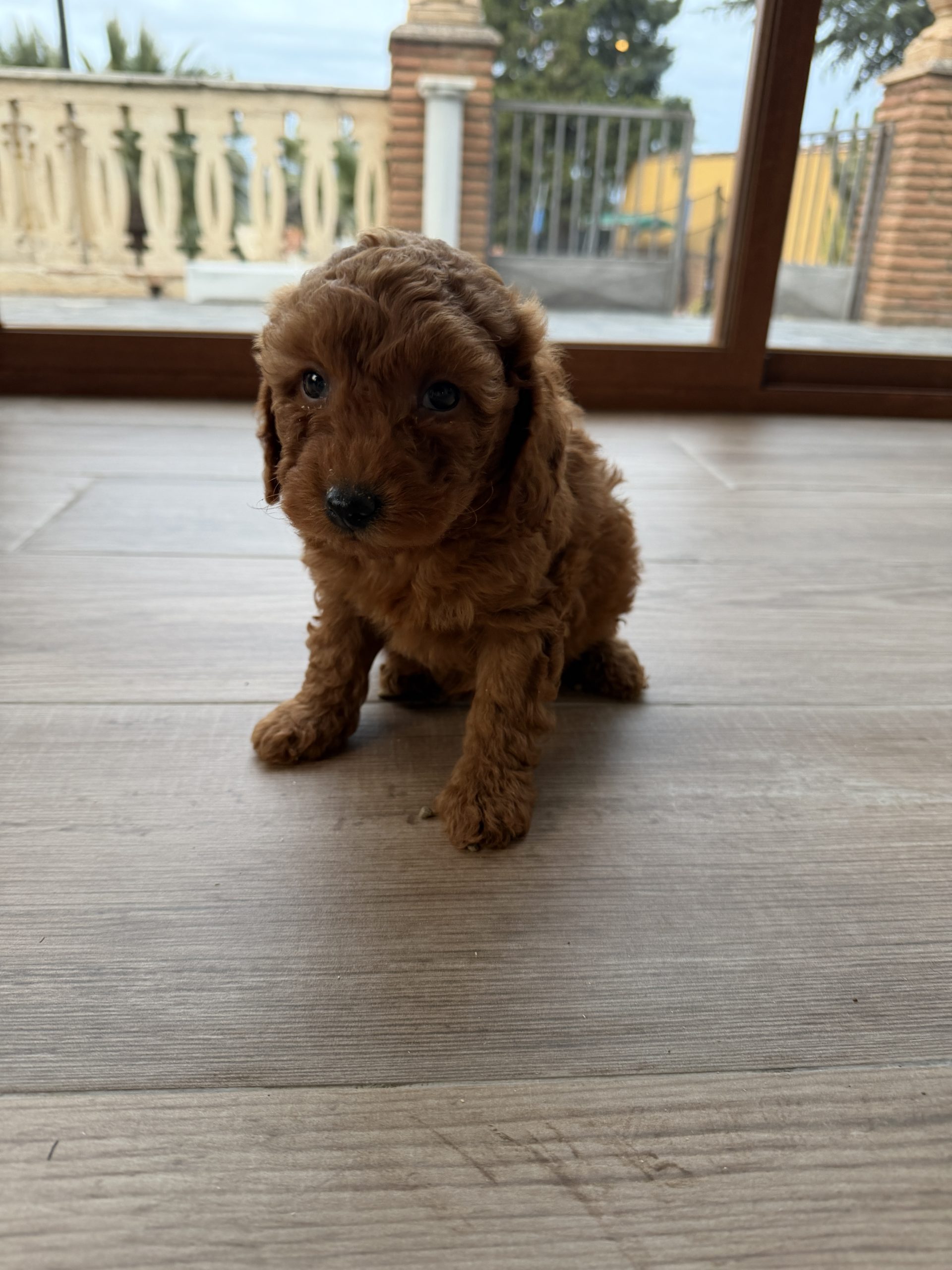 Chiot caniche miniature rouge 