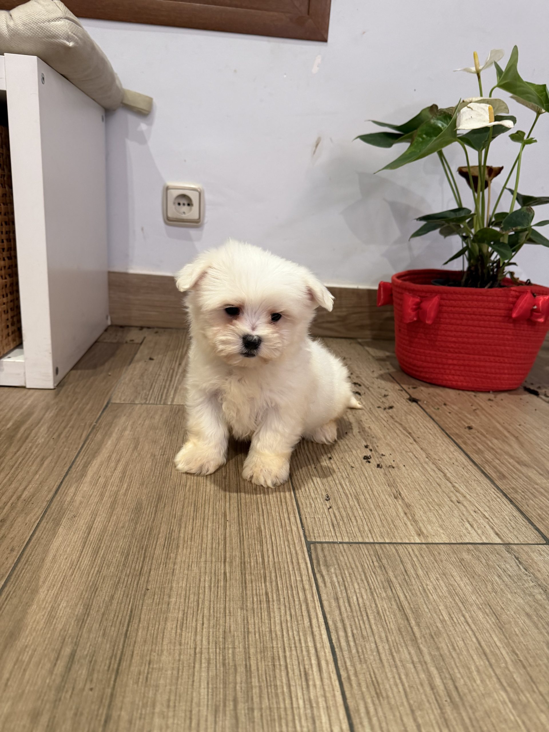 Chiot maltais blanc 