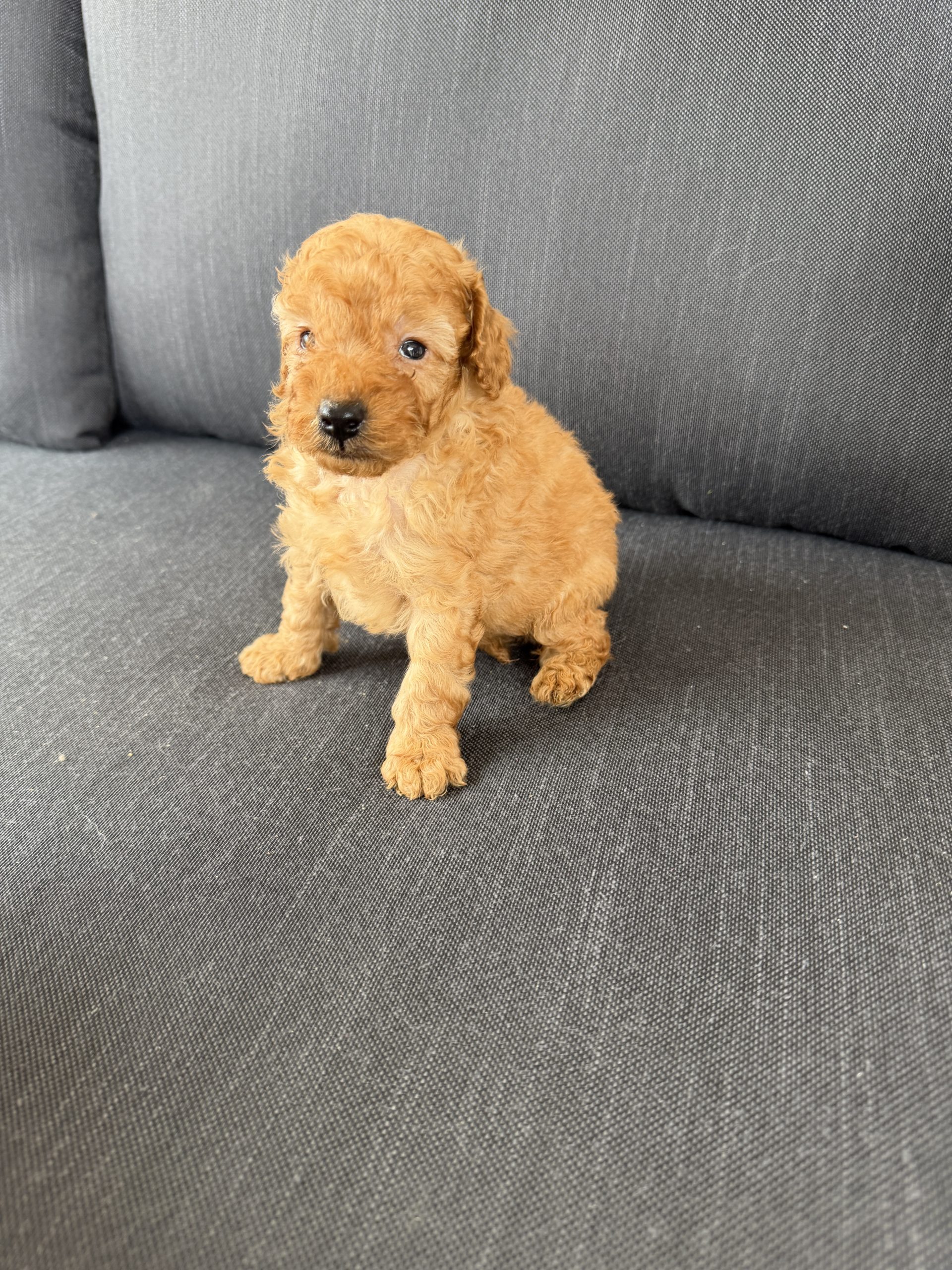 Chiot caniche nain abricot 