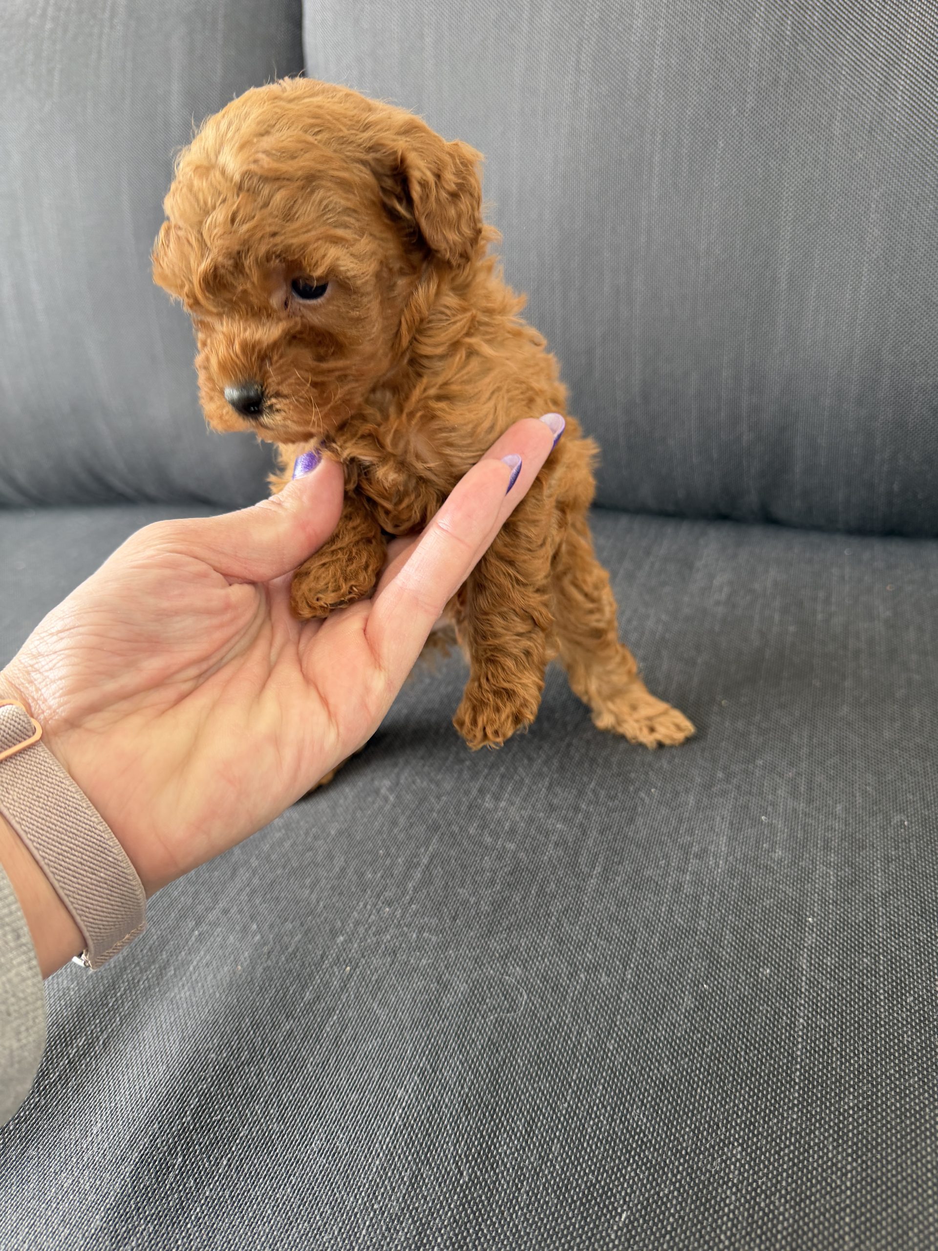Chiot caniche nain roux 