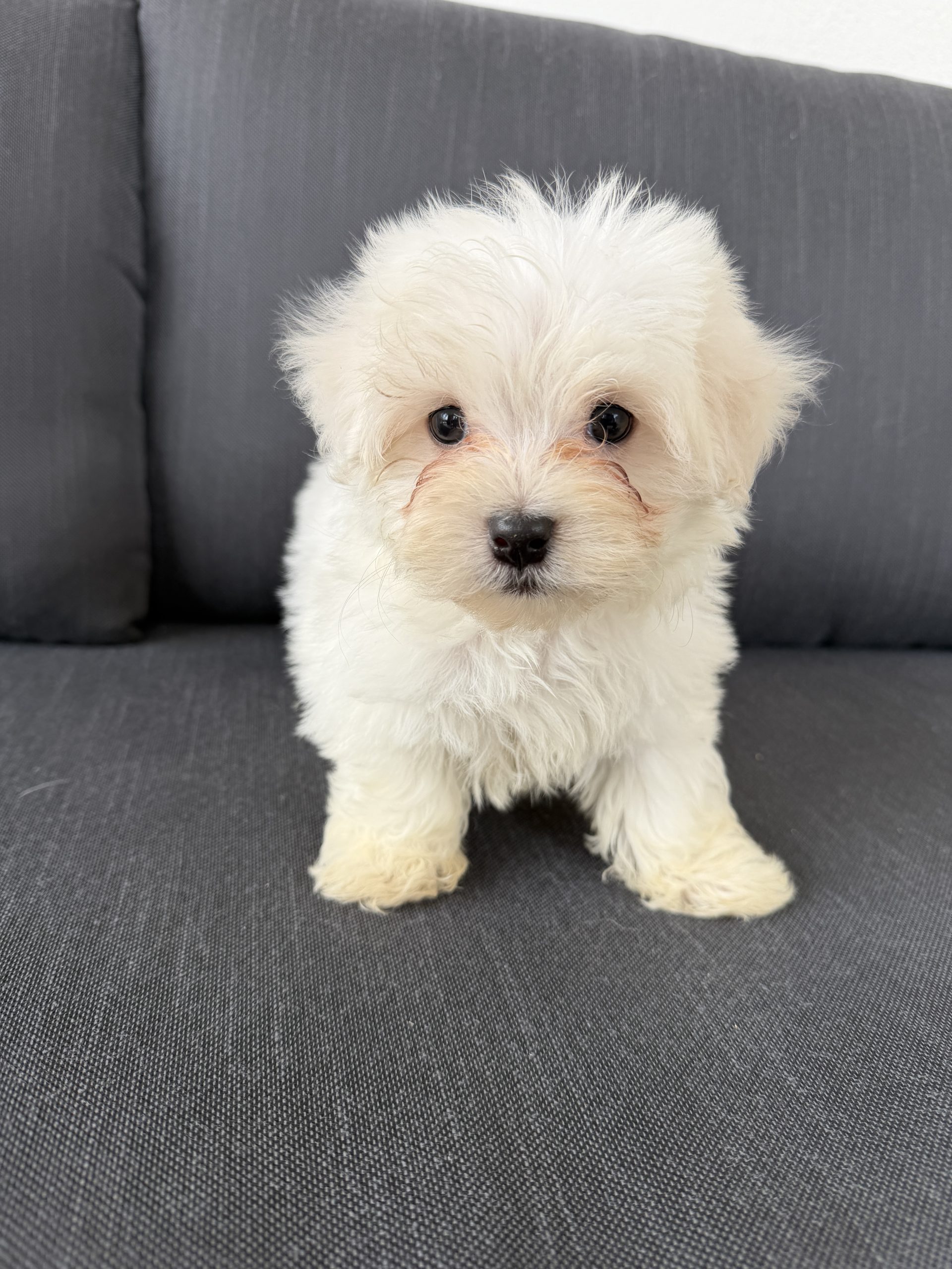 Chiot maltais blanc 