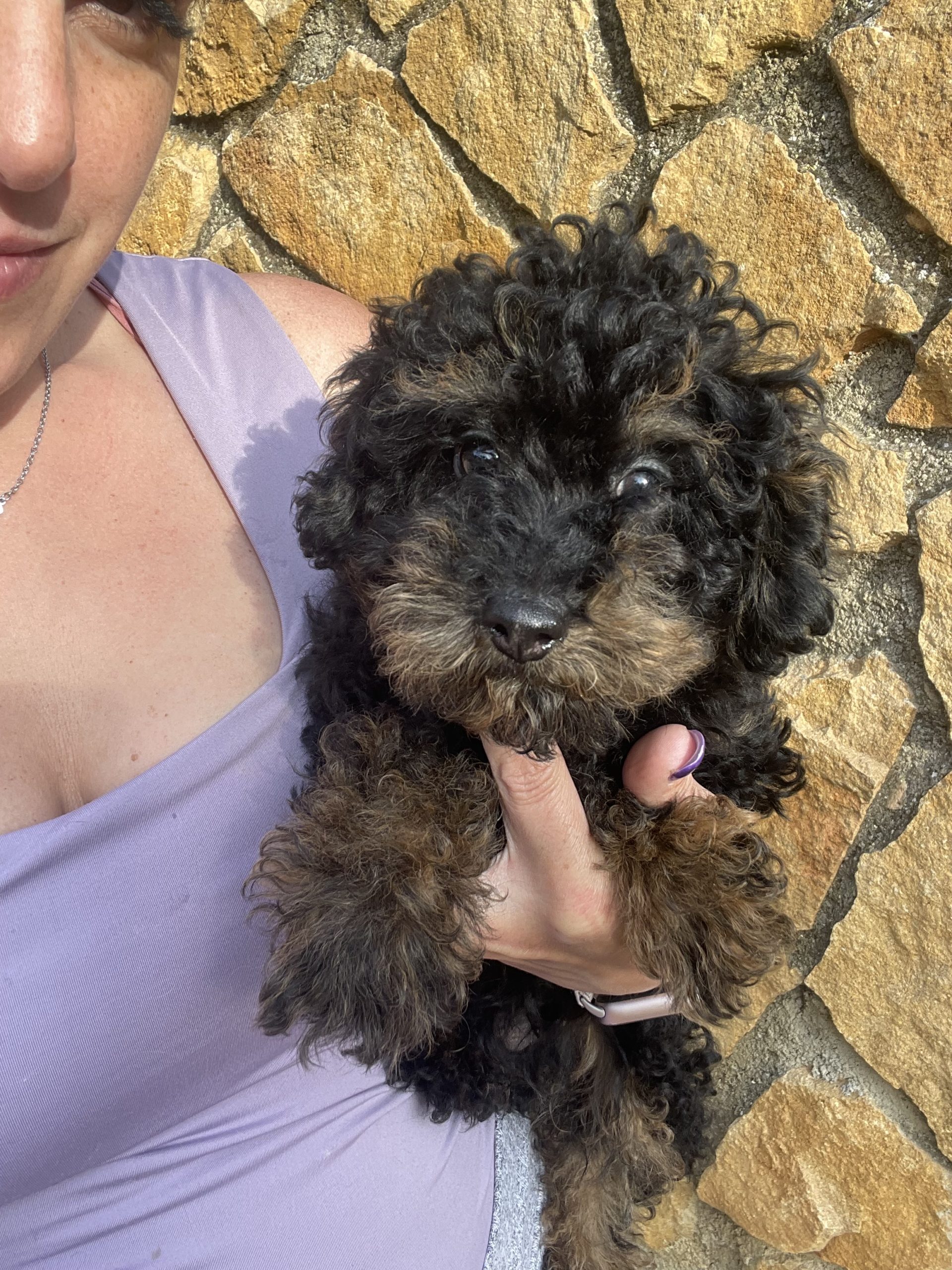 chiot caniche miniature noir et feu 