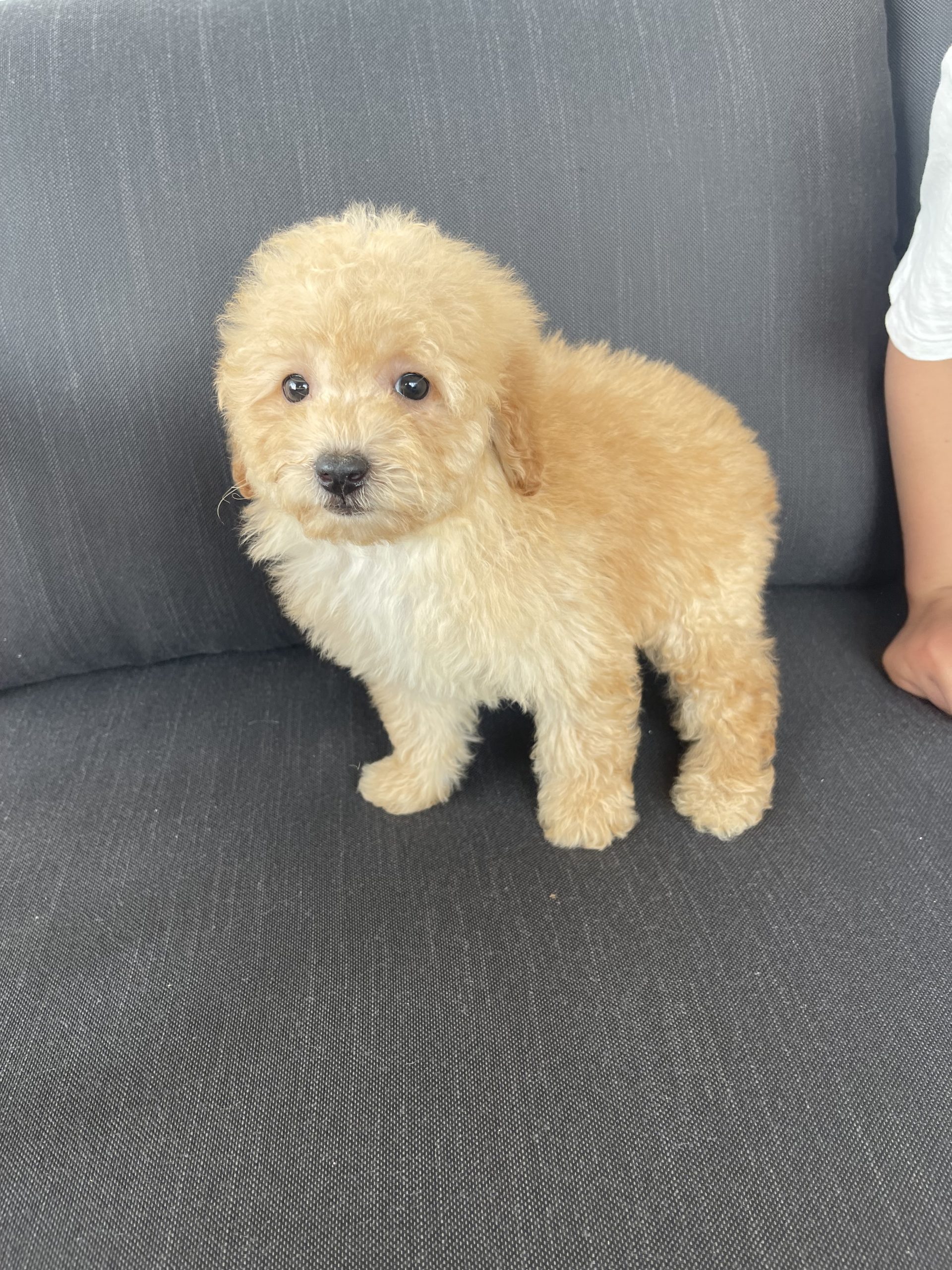 Cachorro Caniche enano Crema 