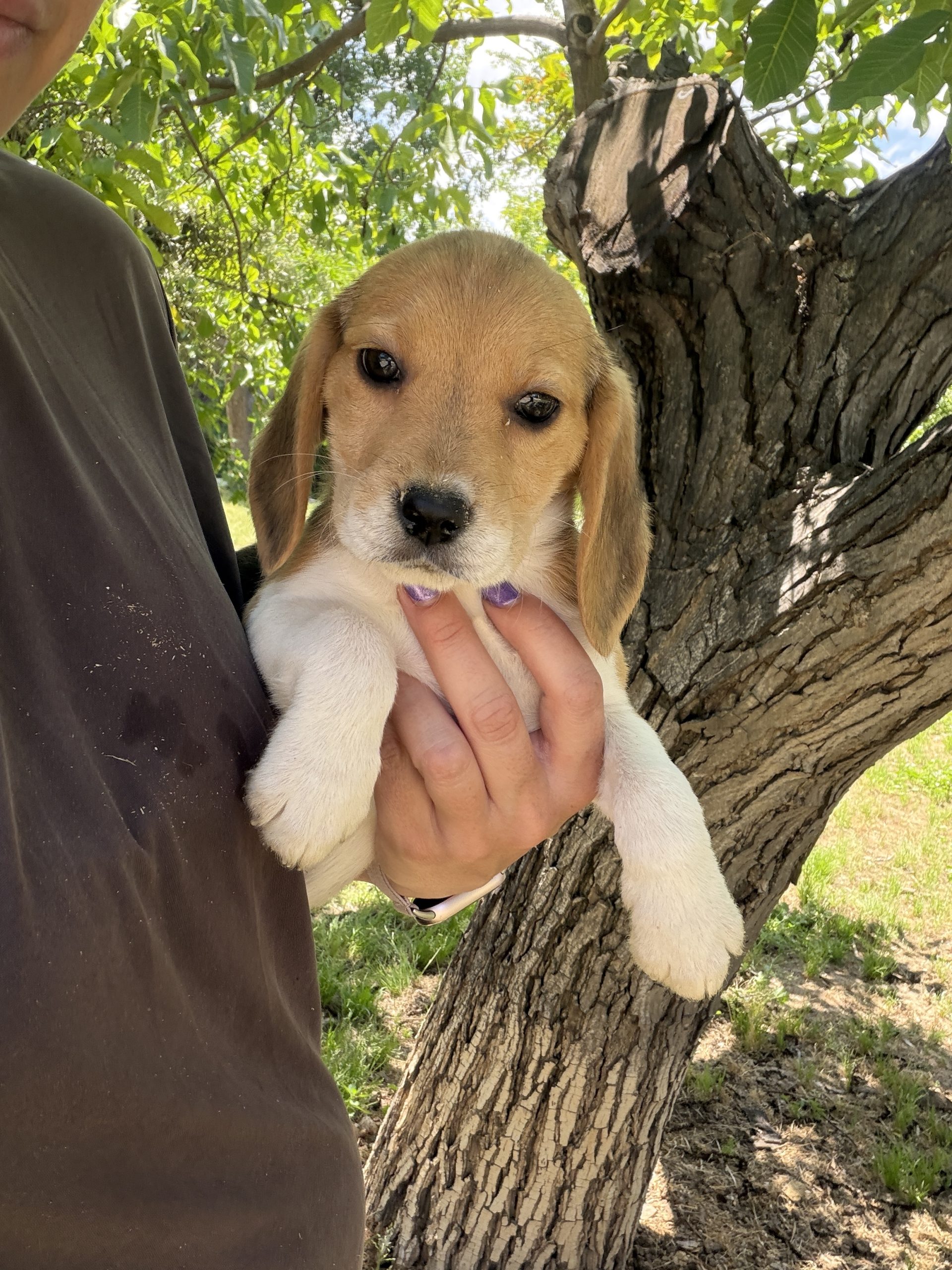 Chiot Beagle tricolore 