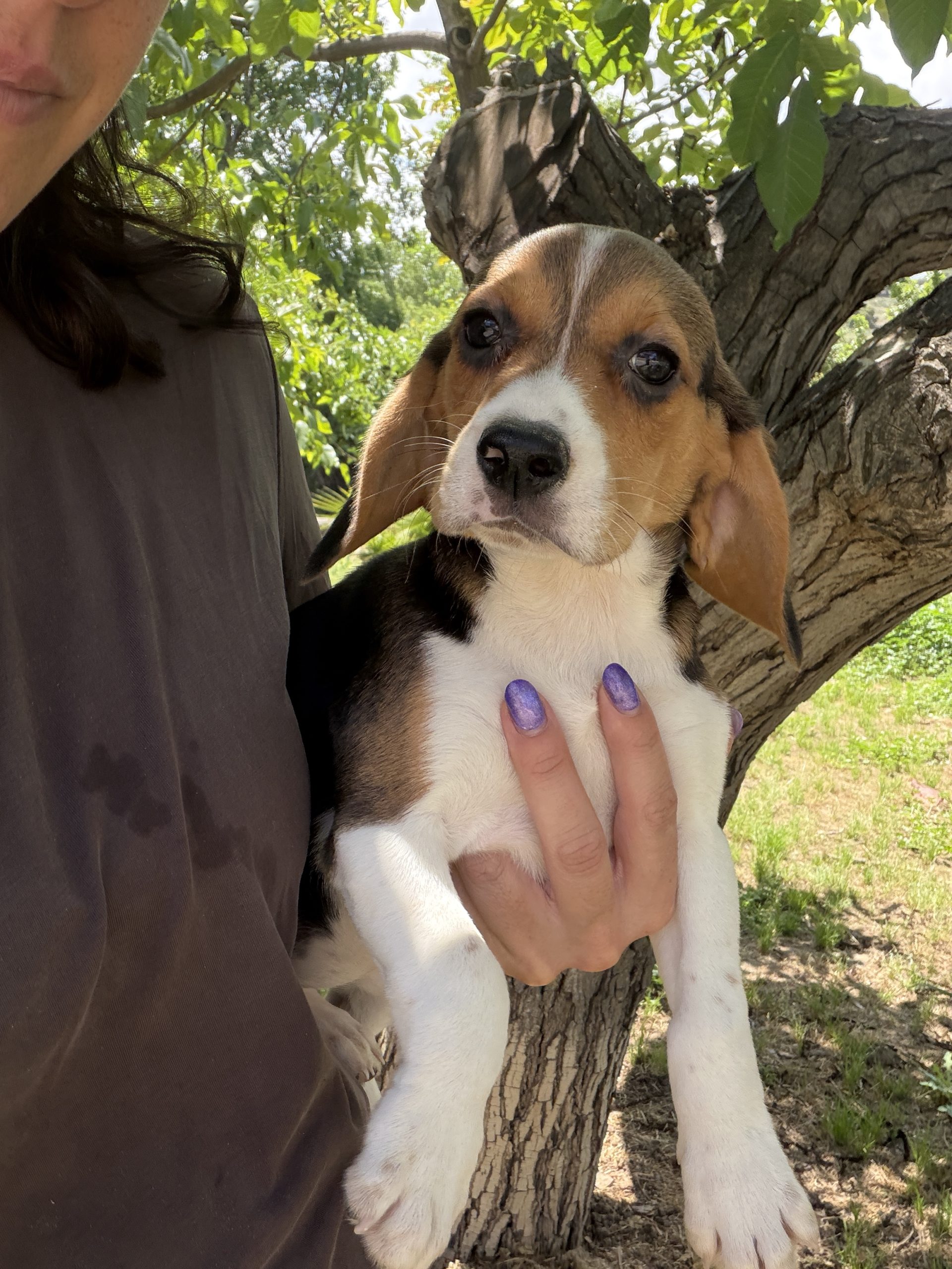 Chiot Beagle tricolore 