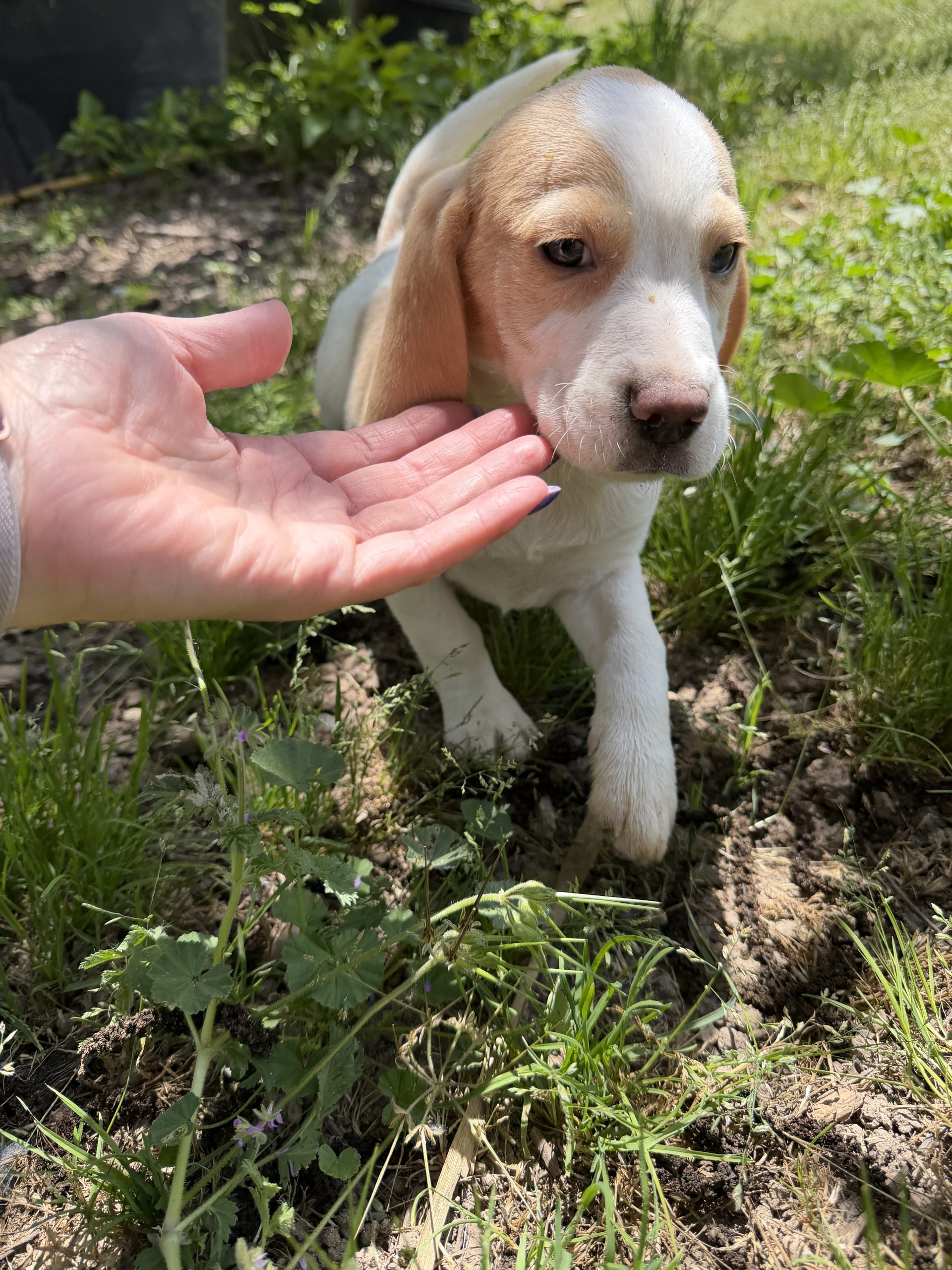 Chiot Beagle citron 