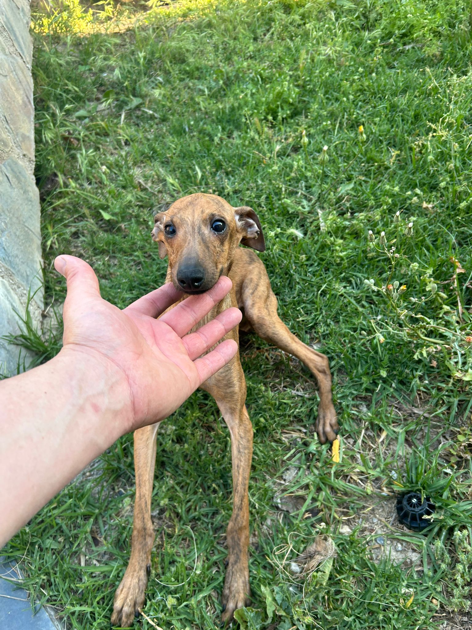 Chiot Wiper/Lévrier italien bringé, poids adulte : 3-4 kg
