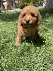 Chiot Caniche nain rouge, 5-6 kg