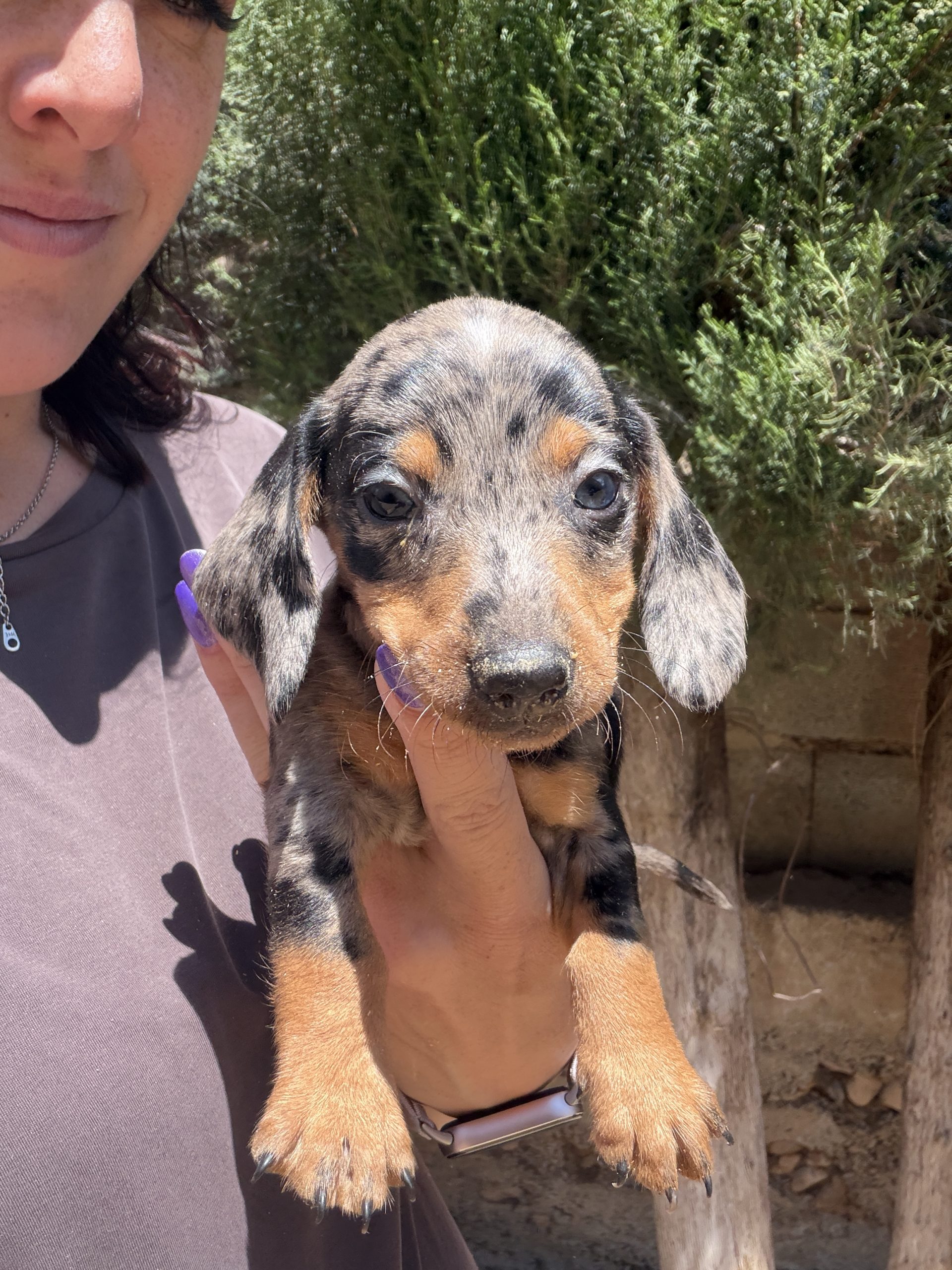 Chiot teckel merle 