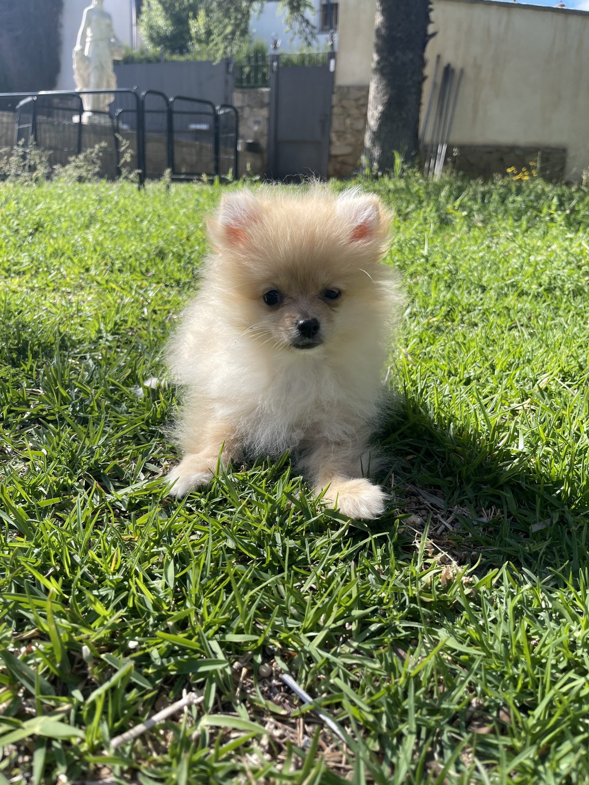 Brinquedo para filhote de Pomerânia, branco/creme