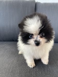 Chiot Poméranien, race naine, couleur noir et blanc, type