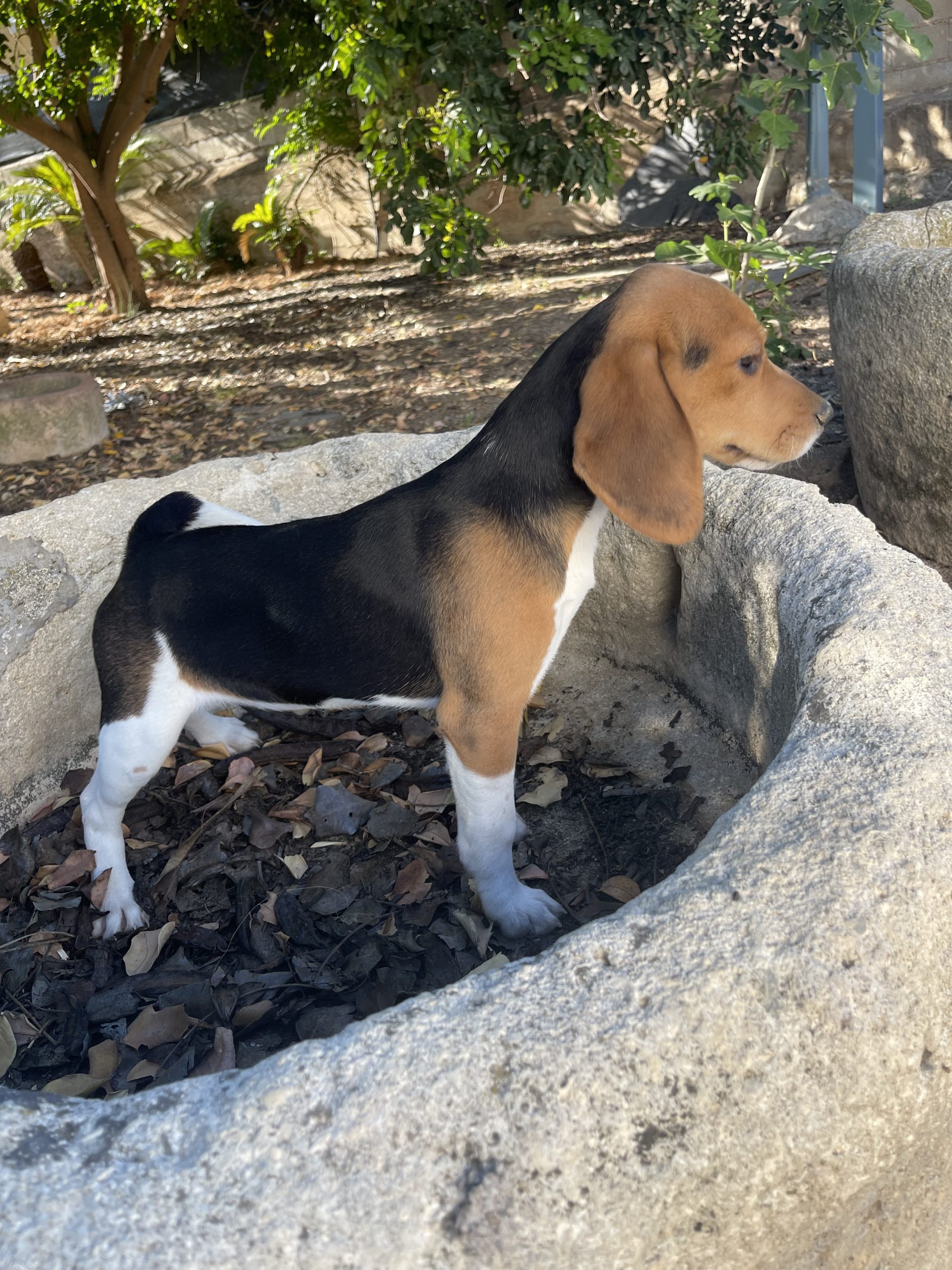 Chiot Beagle tricolore 