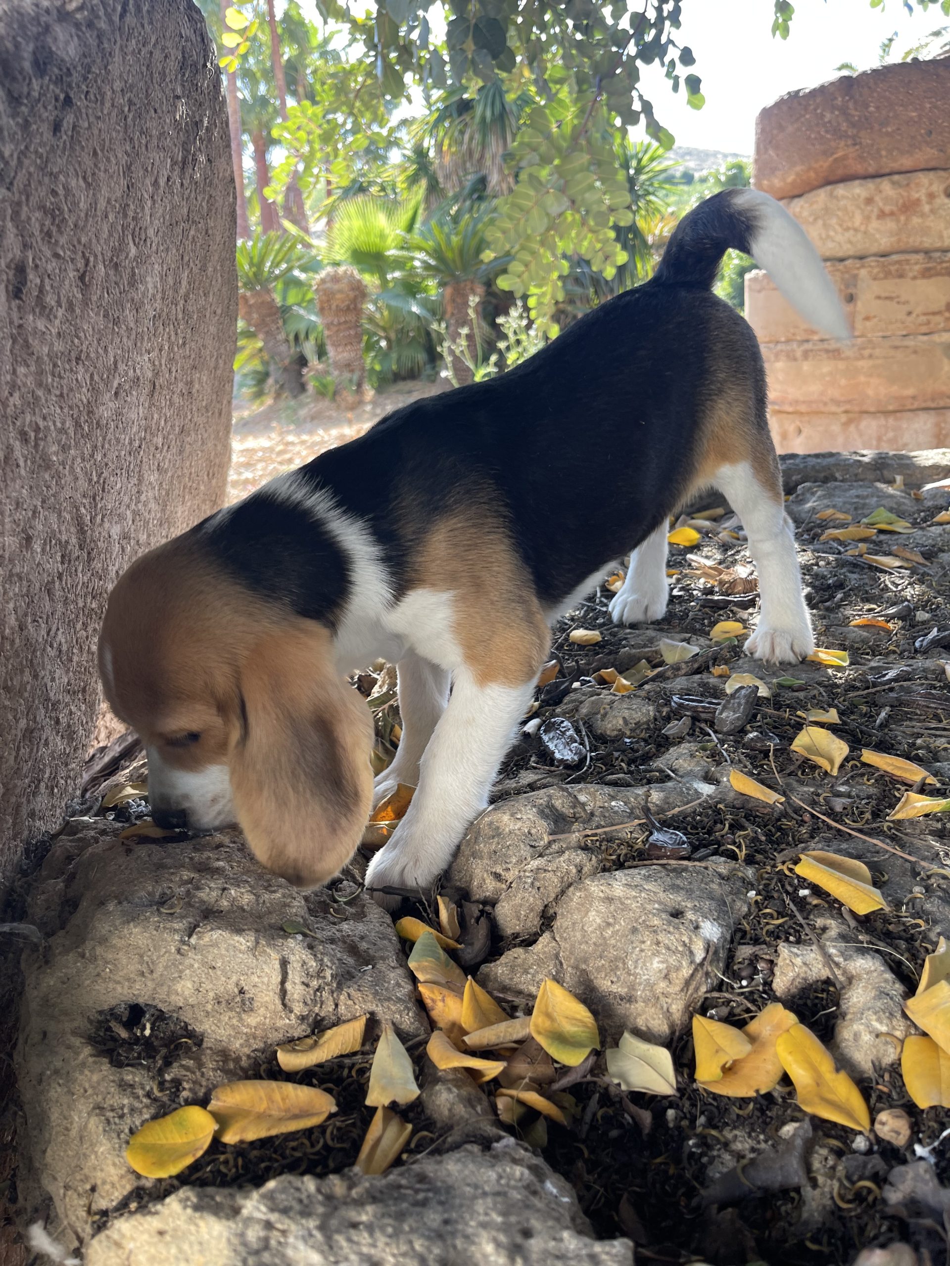 Cachorro Beagle Tricolor 