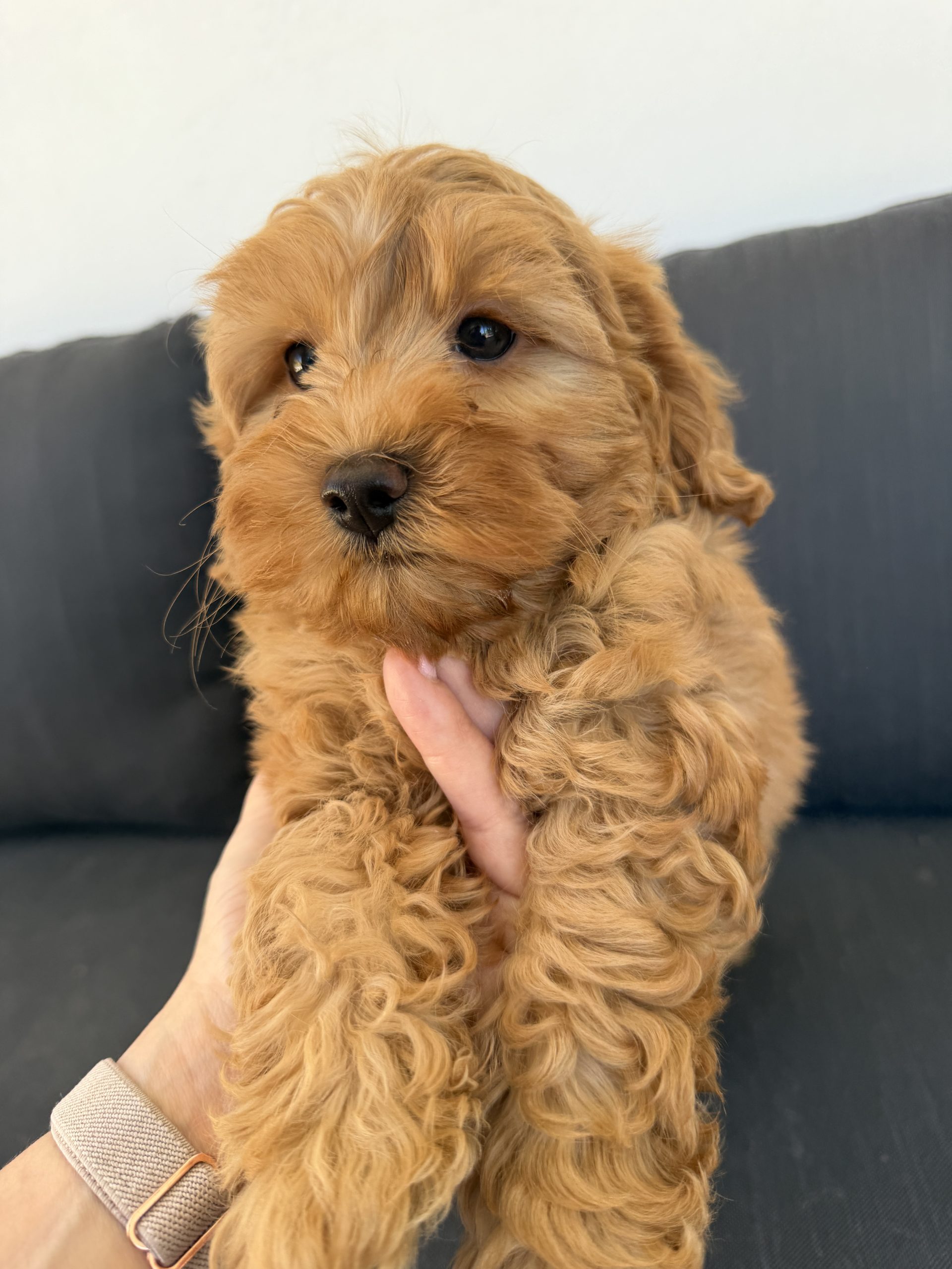 Chiot Maltipoo roux de 3 à 4 kg à l'âge adulte