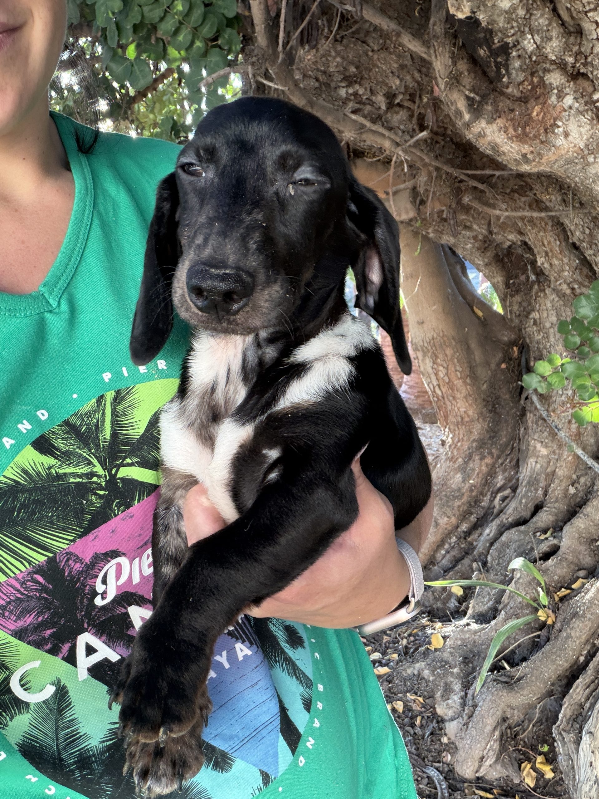Cachorro Teckel Negro y blanco 