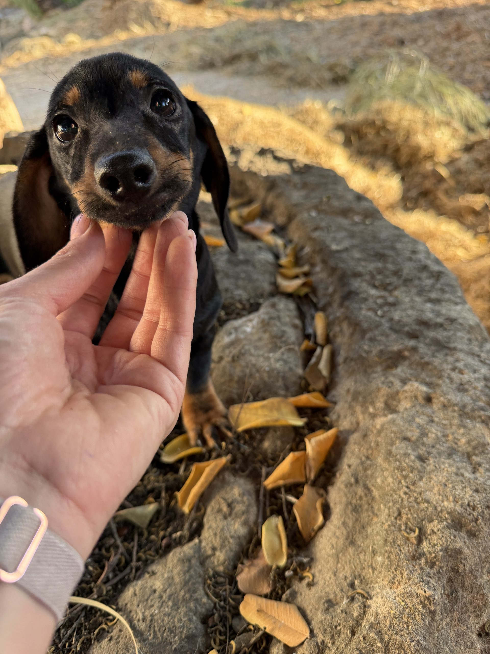 Chiot teckel noir et feu 