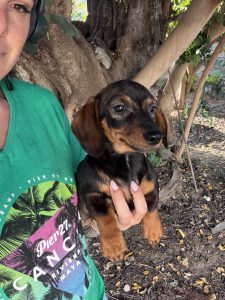 Chiot teckel, couleur feuille sèche, type