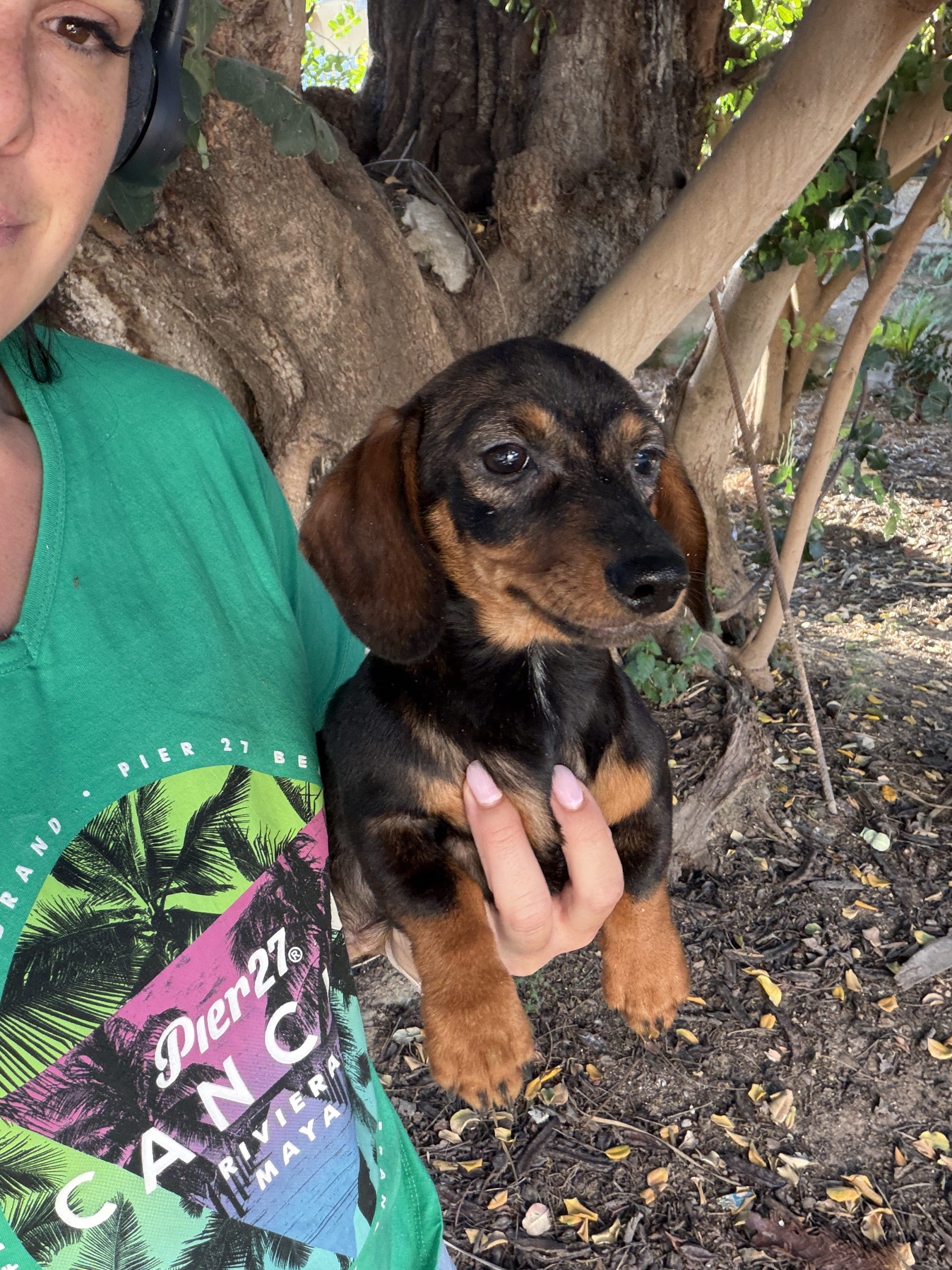 Chiot teckel Feuille sèche 