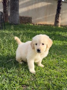 Chiot Golden Retriever, couleur blanche, type