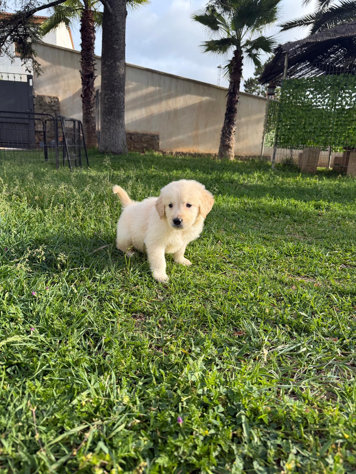 Chiot Golden Retriever blanc 