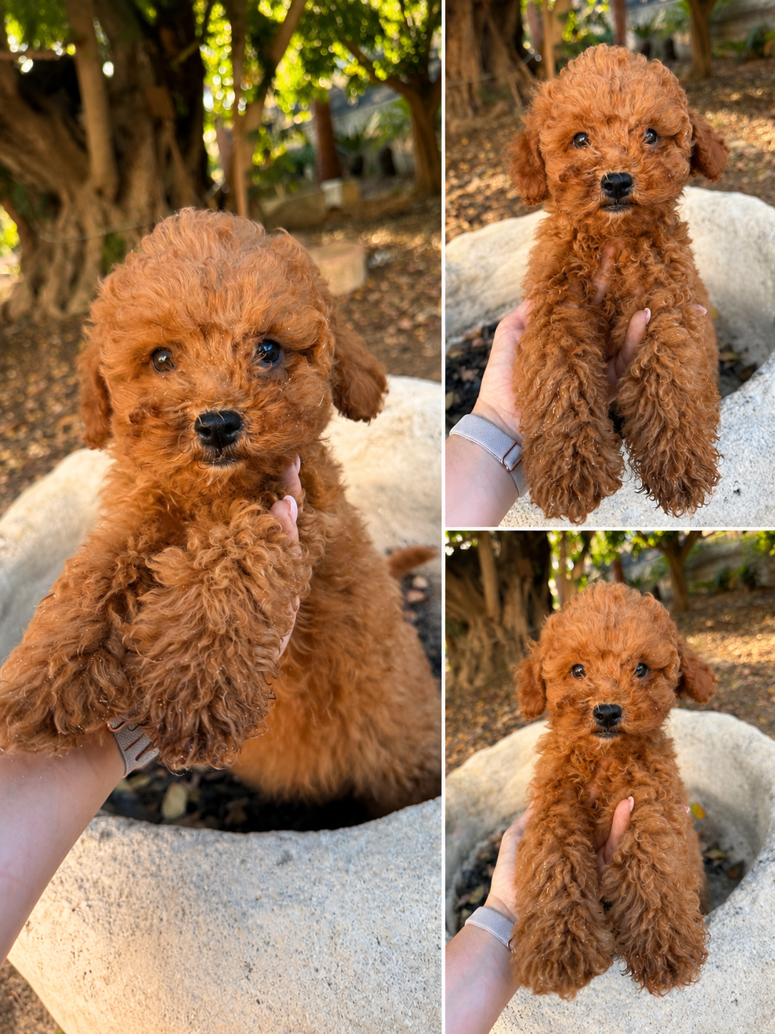 Apricot Miniature Poodle Puppy 