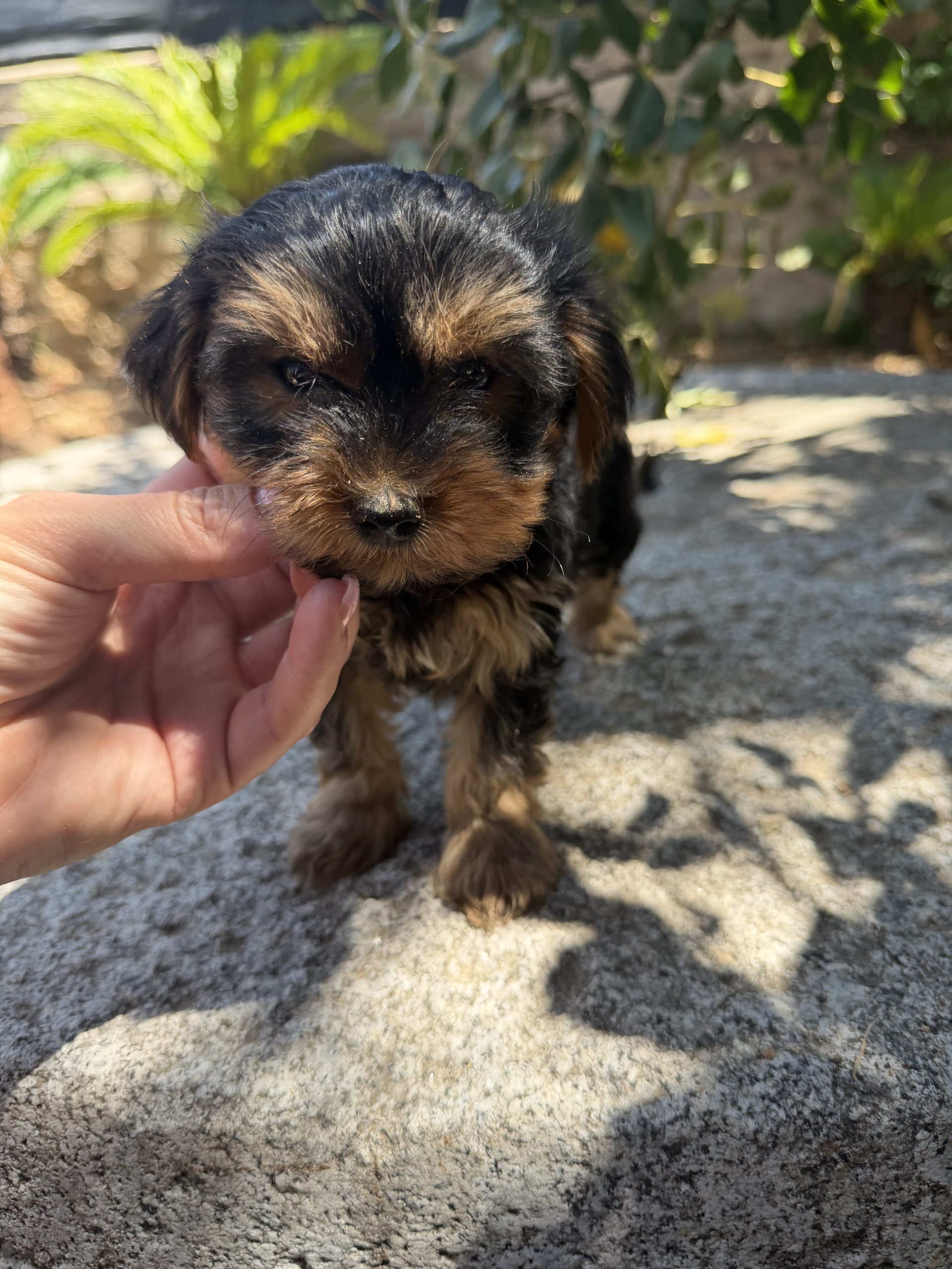 Chiot Yorkshire Terrier, noir et feu, 3-4 kg