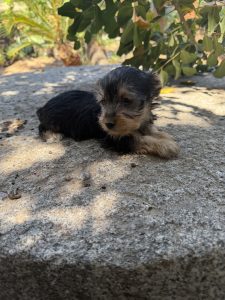 Chiot Yorkshire Terrier, noir et feu, 3-4 kg