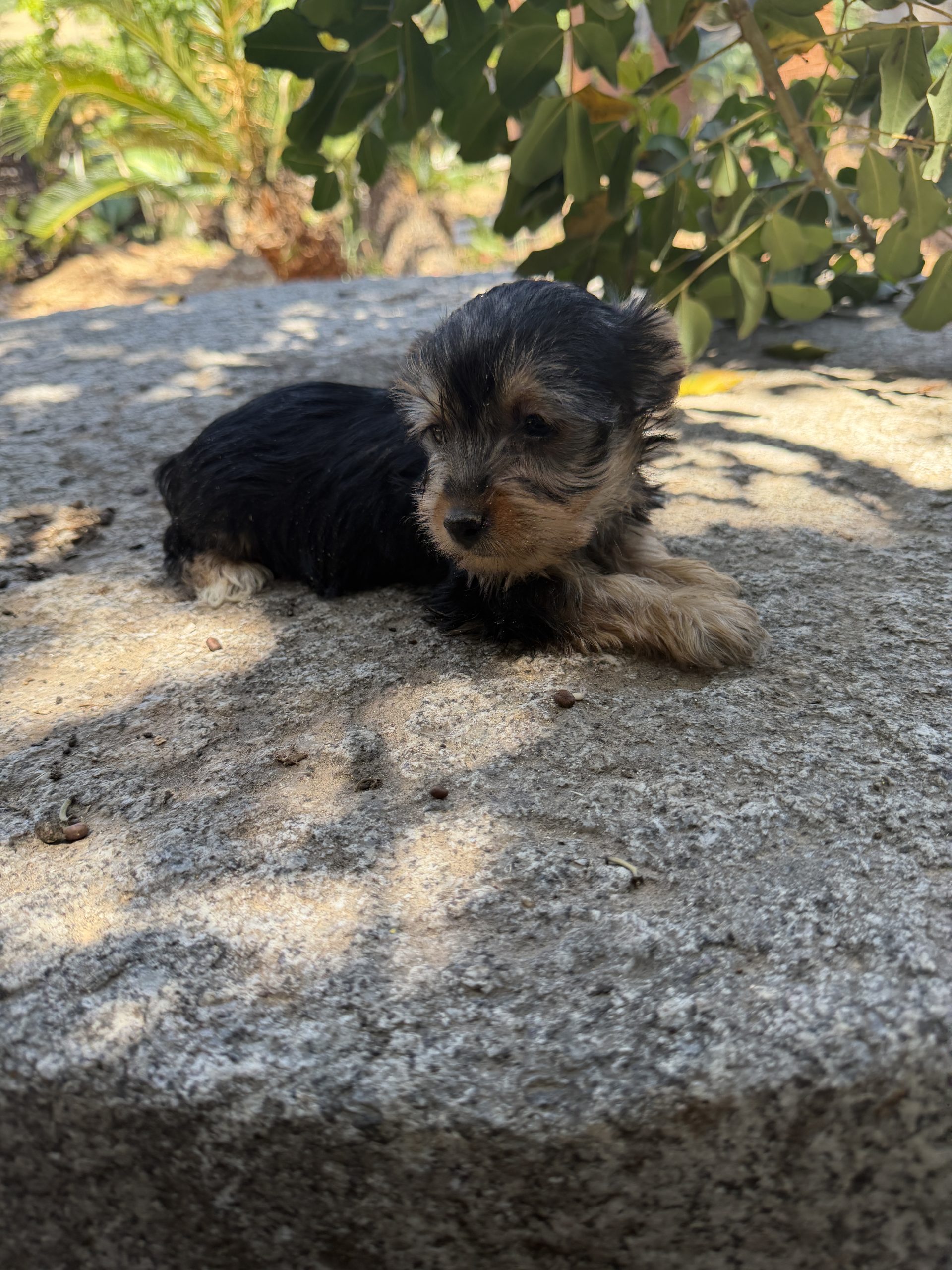 Chiot Yorkshire Terrier, noir et feu, 3-4 kg