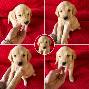 Chiot Golden Retriever, couleur blanche, type