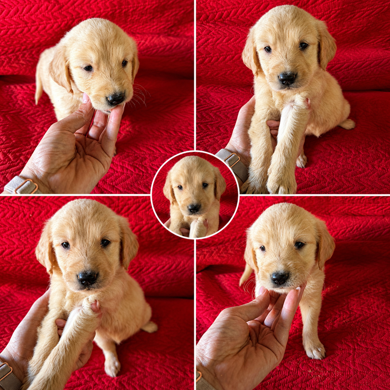 White Golden Retriever Puppy 