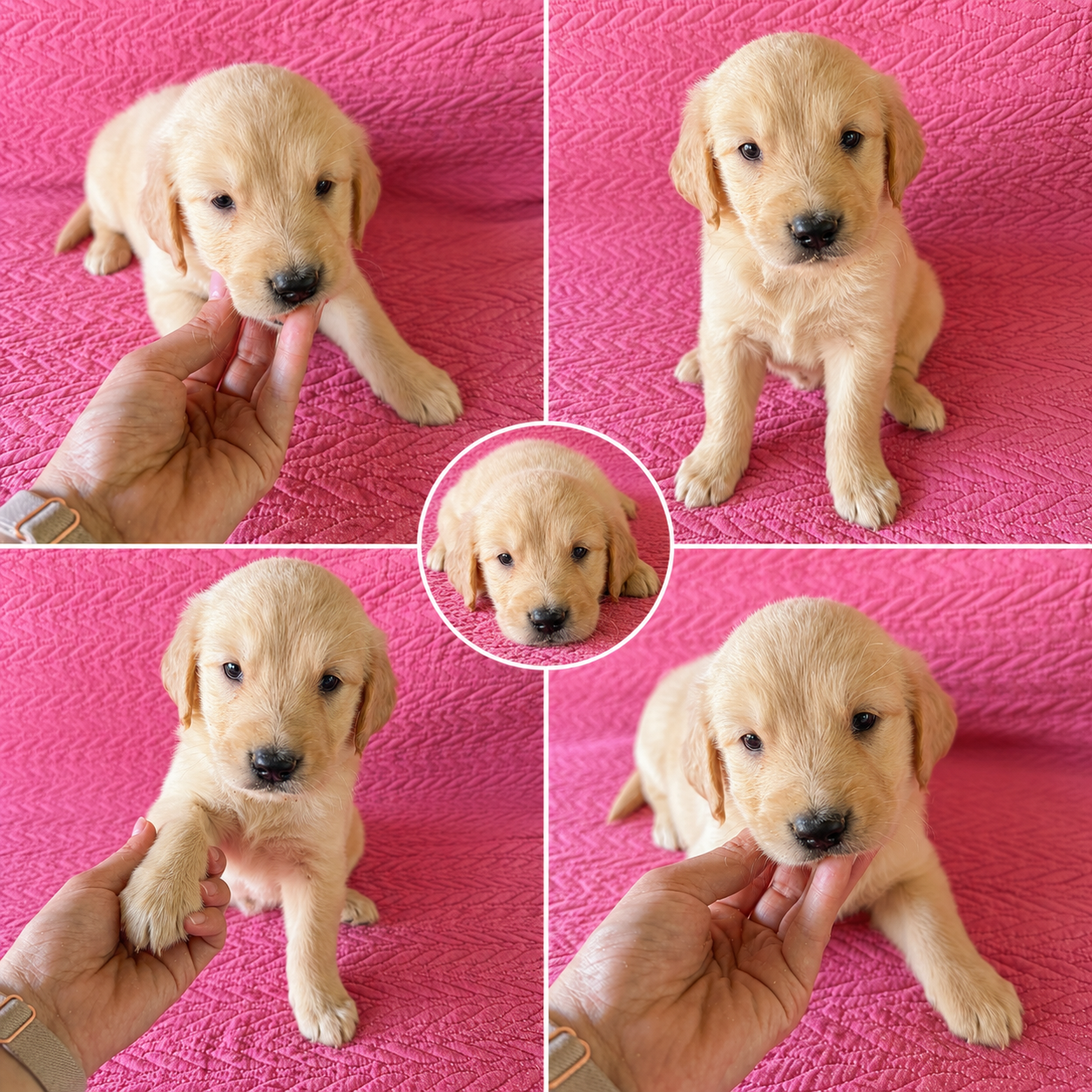 Vlanco Golden Retriever Puppy 