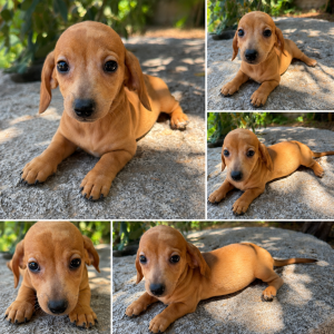 Cachorro de raza Teckel color Marrón tipo Mini