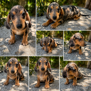 Chiot teckel, couleur merle, type