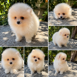 Cachorro de raza Pomerania color Crema tipo 3kg