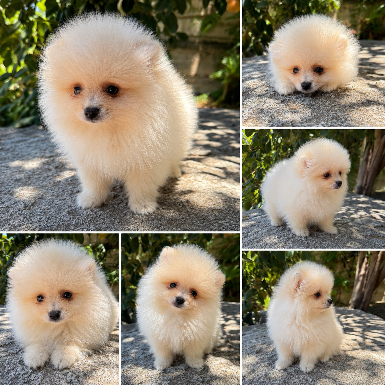 Cachorro Pomerania Crema 3kg