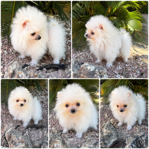 Cachorro de raza Pomerania color Blanco tipo Mini toy
