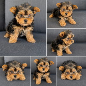 Cachorro de raza Yorkshire color Negro y fuego tipo Mini