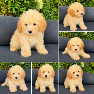 Cachorro de raza Caniche color Crema tipo Enano