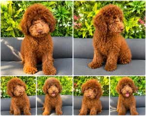 Cachorro de raza Caniche color Chocolate tipo