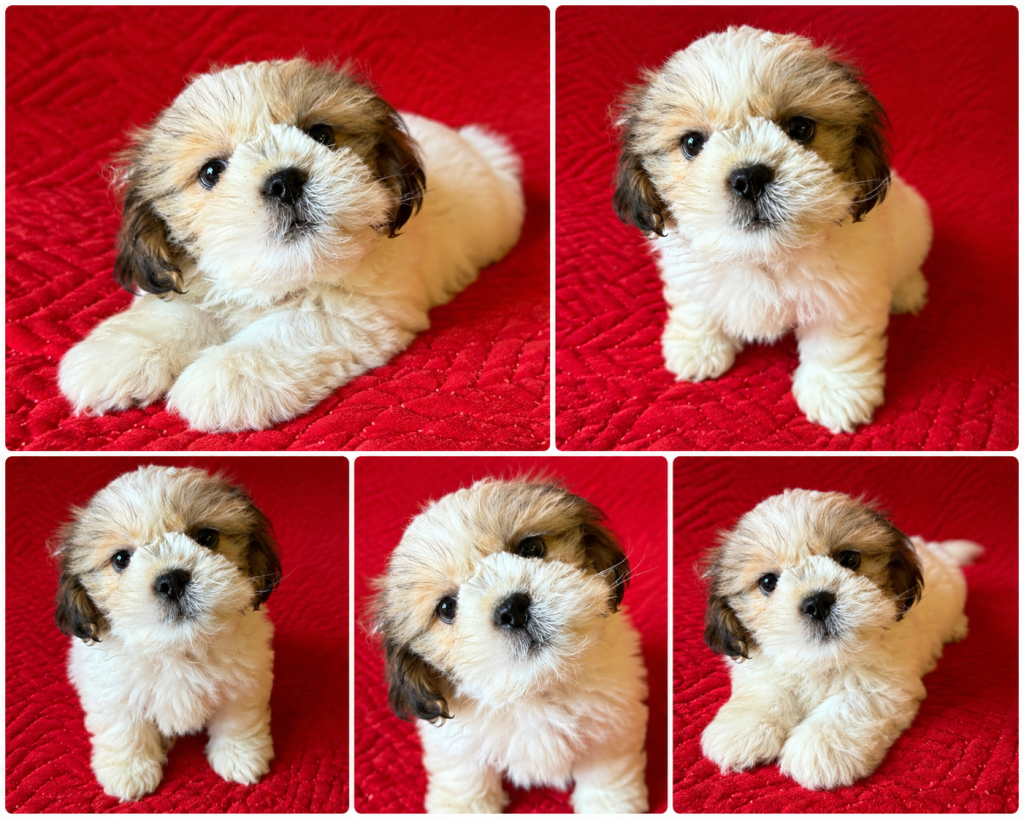 Cachorro de raza Shitzu color Blanco y marrón tipo