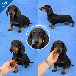 Chiot teckel, noir et feu