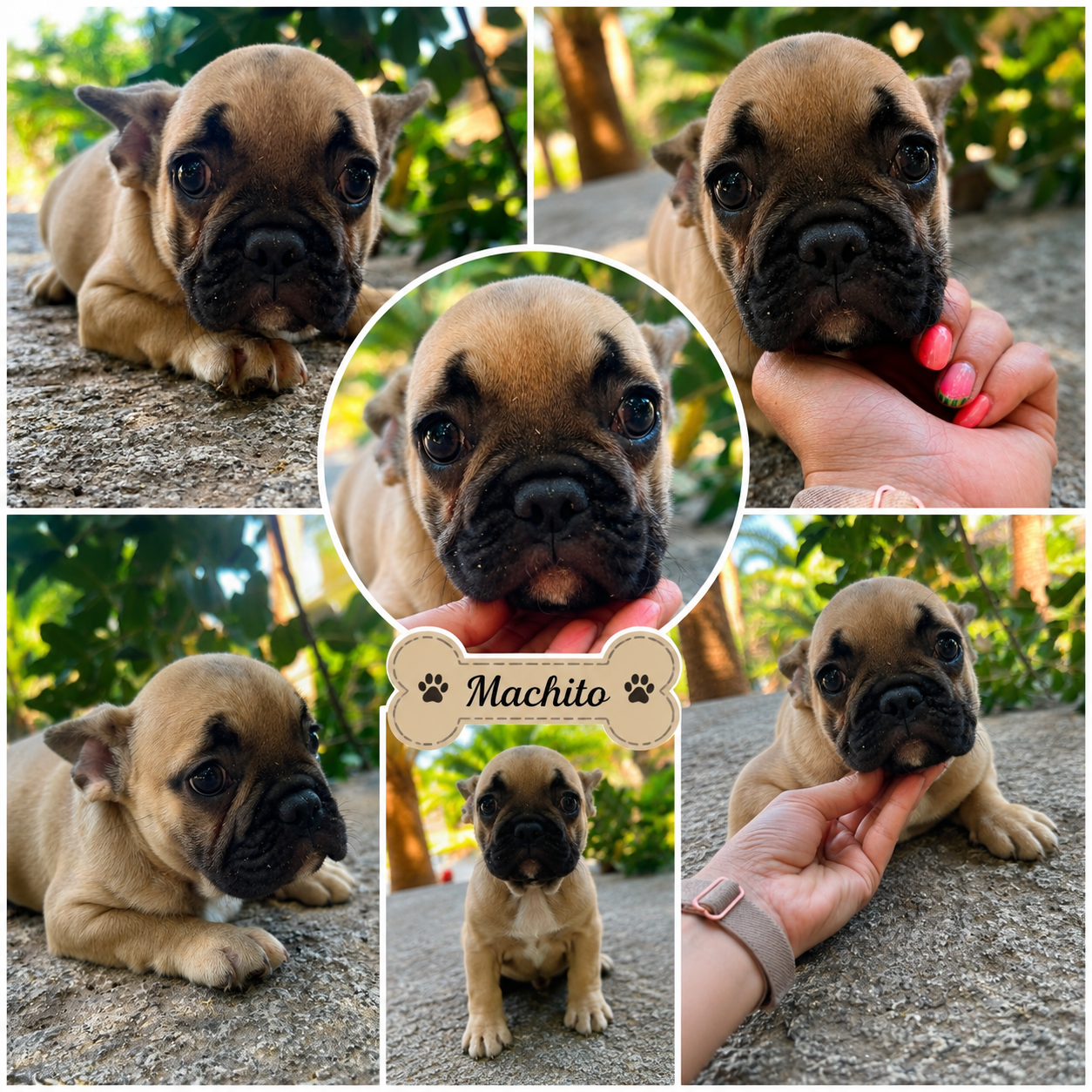 Cachorro buldog Francés fan 
