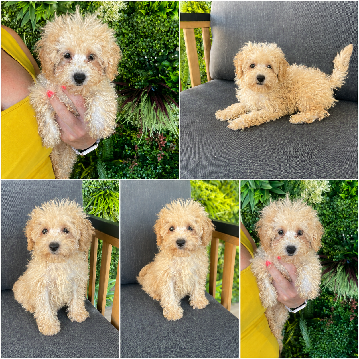 Cachorro Caniche toy Crema Toy