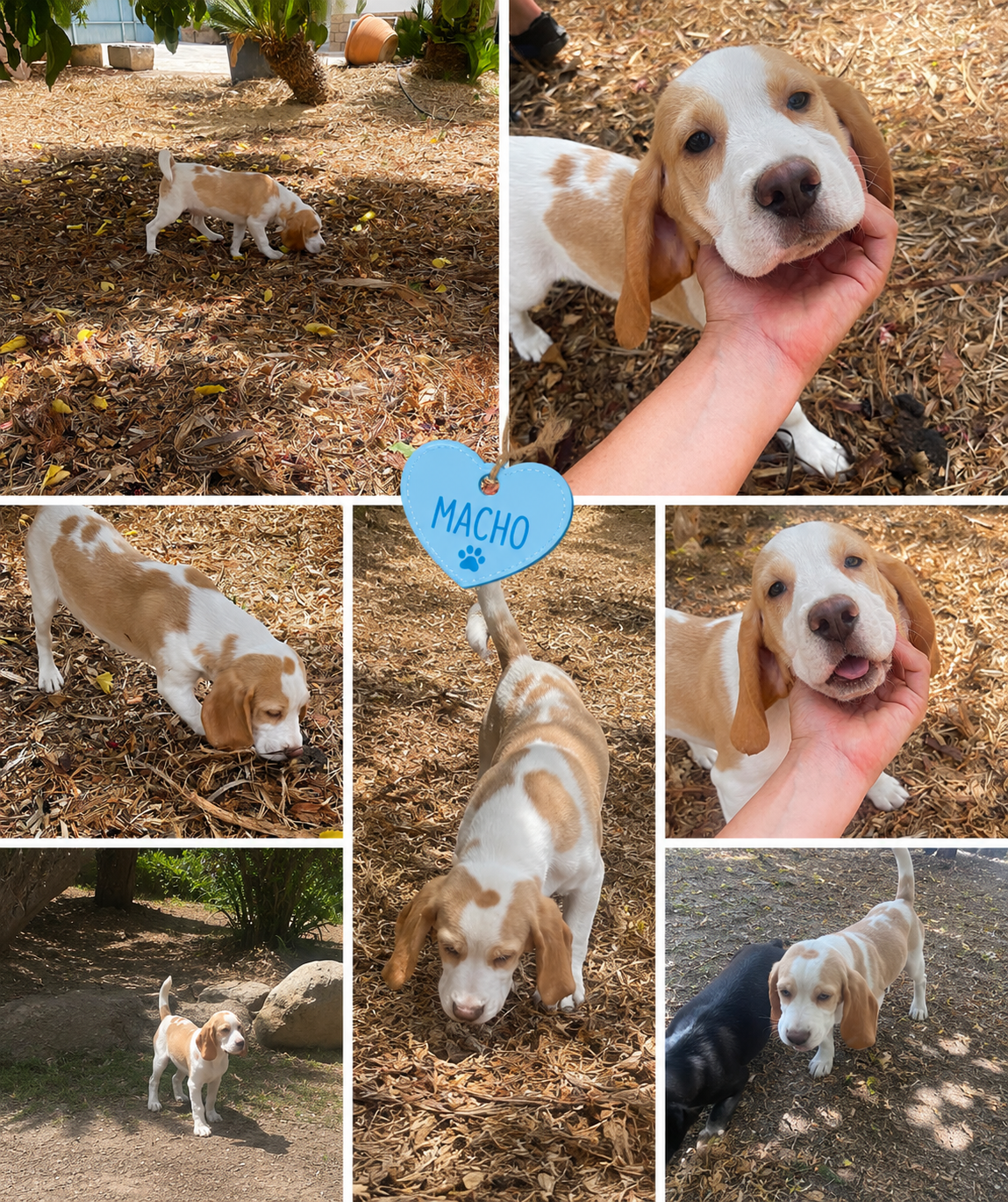 Cachorro beagle limón